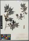Foto von Salix urbaniana Seemen